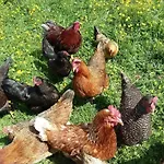 Teichhaus Simperle By Interhome * Grades