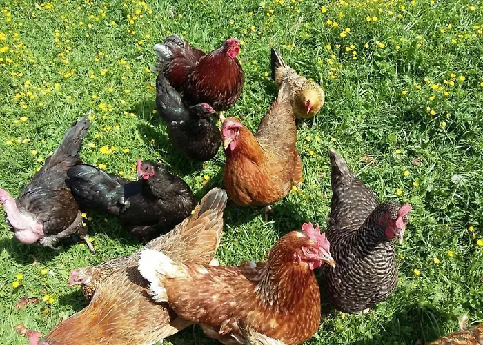 Teichhaus Simperle By Interhome * Grades